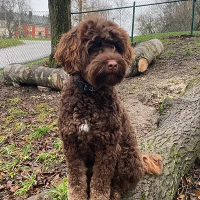 QleosLabraDoodle Mimmi