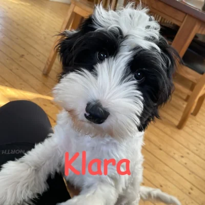 Qleos_AustralianLabraDoodle_Klara3-e1762768142759.webp